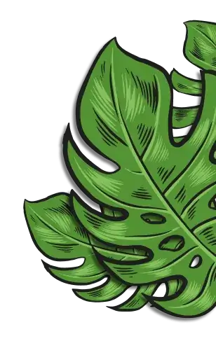 Illustration of overlapping green monstera leaves with detailed veins on a transparent background.