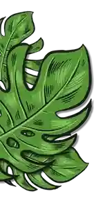Illustration of large green tropical leaves with detailed veins and natural splits.