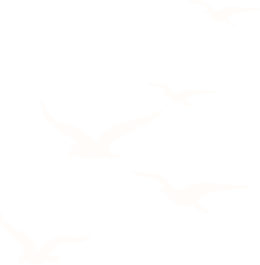 Five stylized orange birds in flight on a black background.